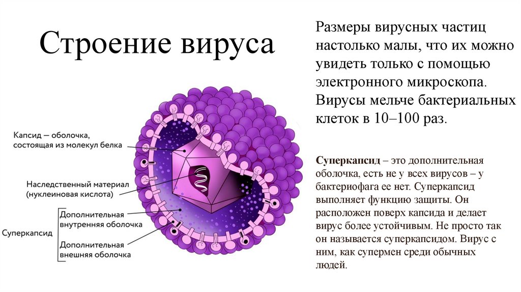Строение вируса