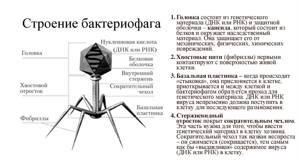 Строение бактериофага