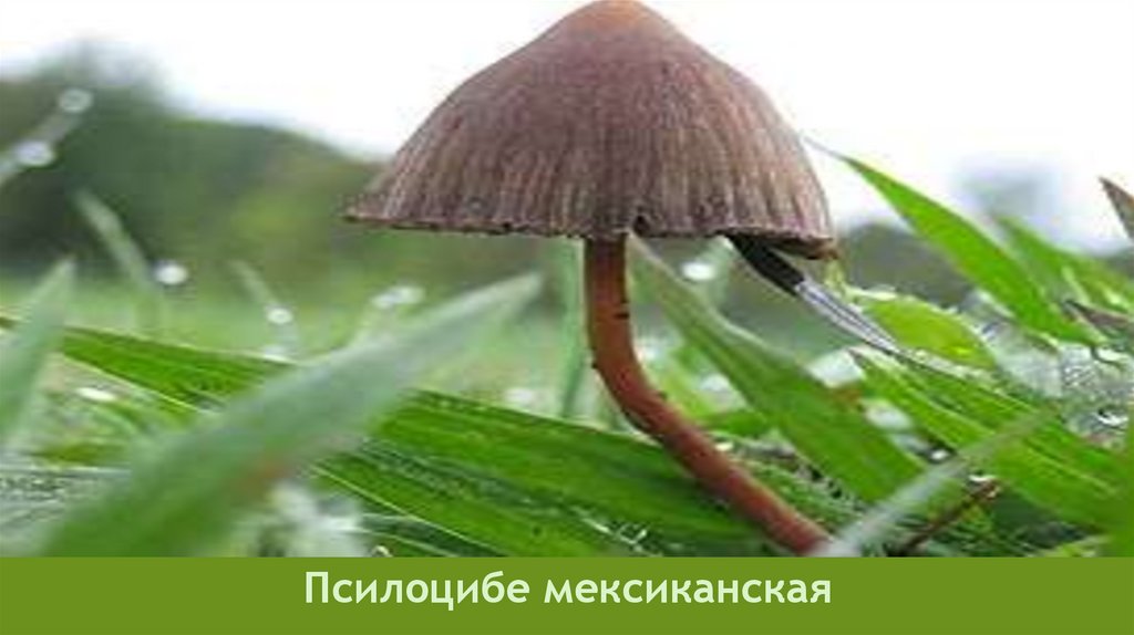 Псилоцибе мексиканская