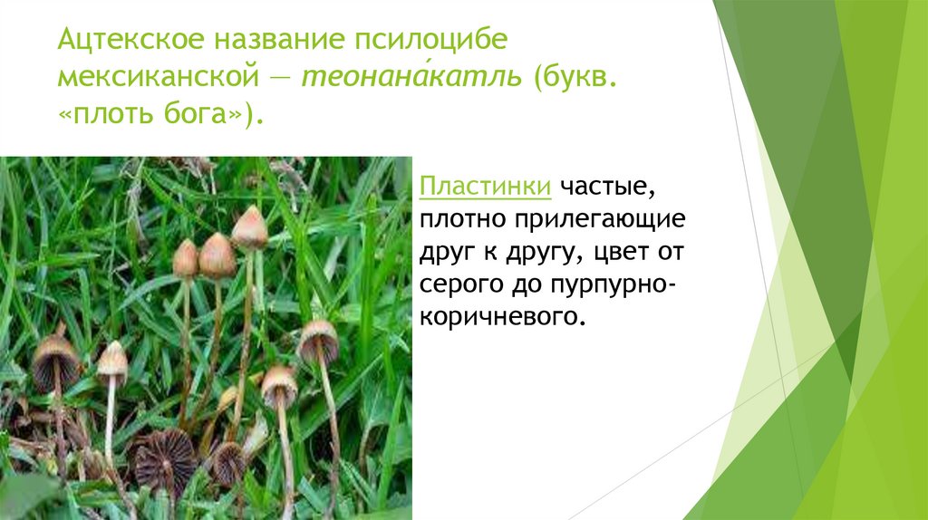 Ацтекское название псилоцибе мексиканской — теонана́катль (букв. «плоть бога»).