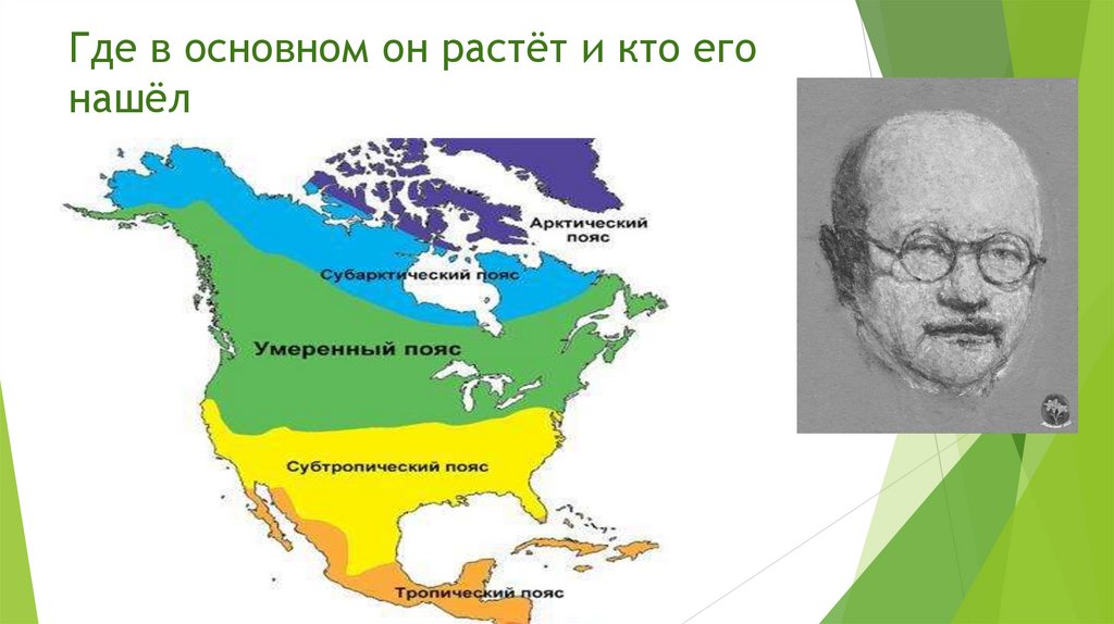 Где в основном он растёт и кто его нашёл