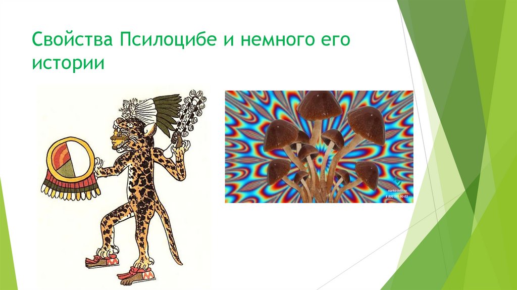 Свойства Псилоцибе и немного его истории
