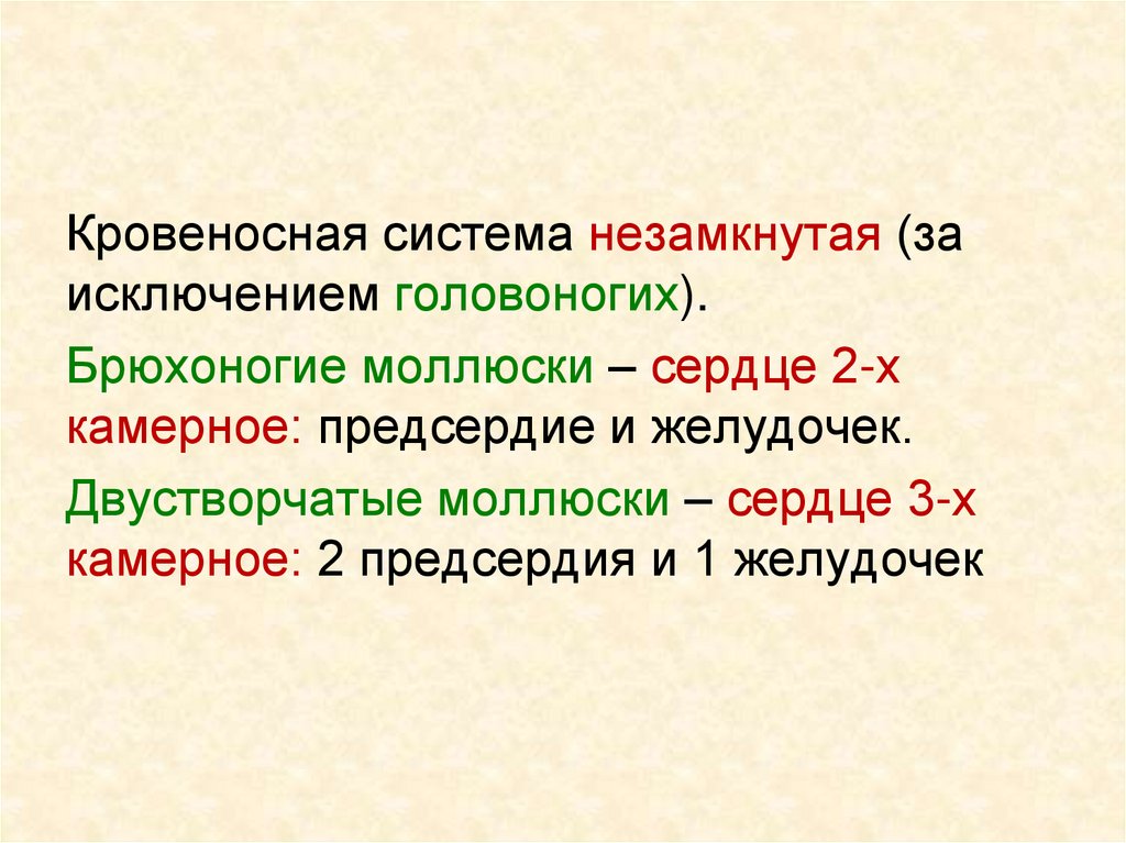 Тип Моллюски