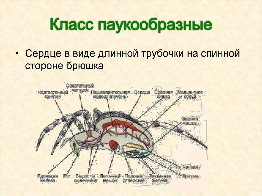 Класс ракообразные