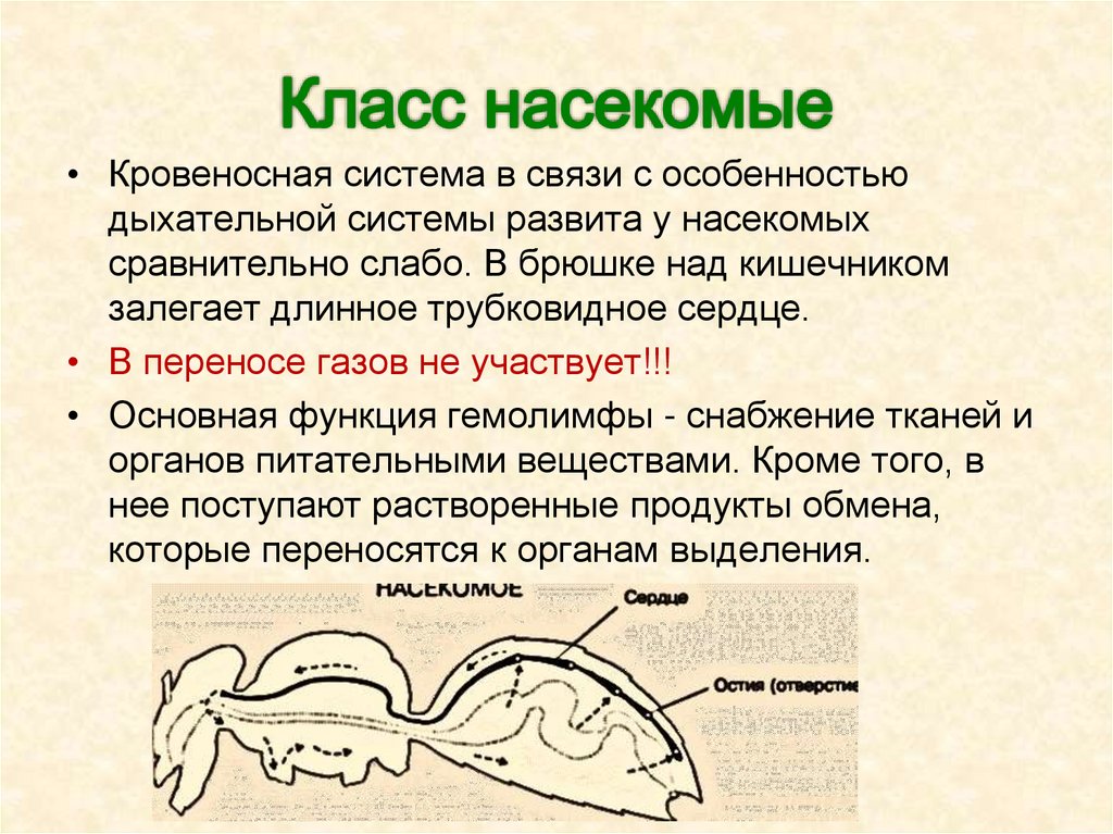 Класс паукообразные