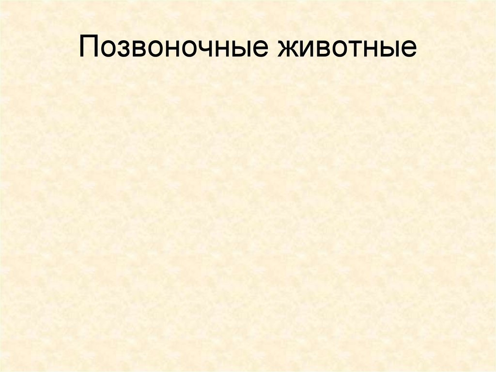 Класс насекомые