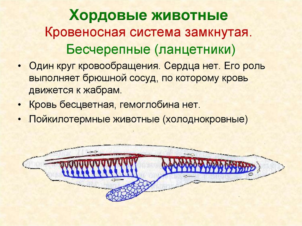 Позвоночные животные