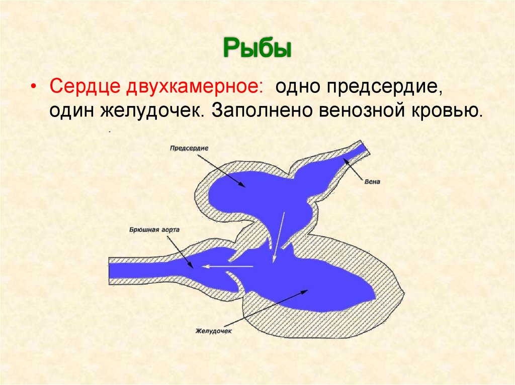 Эволюция кровеносной системы