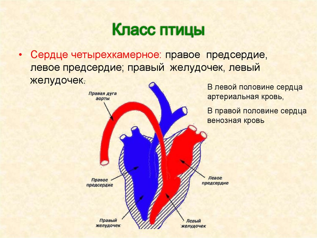 Класс пресмыкающиеся (рептилии)