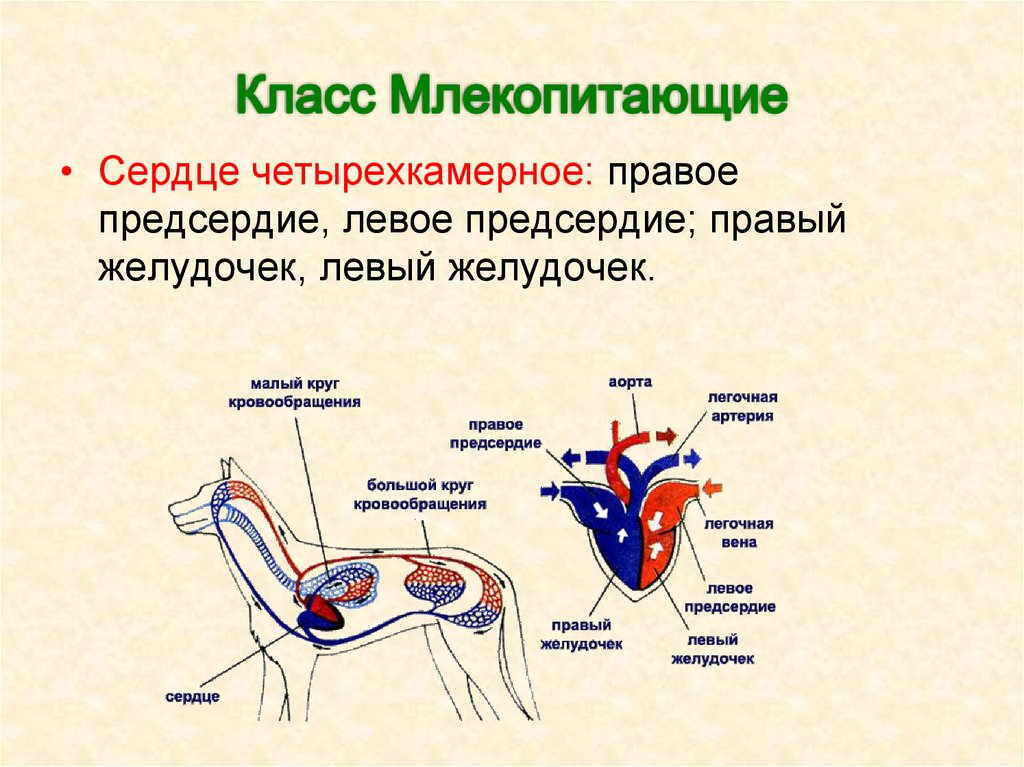 Класс птицы