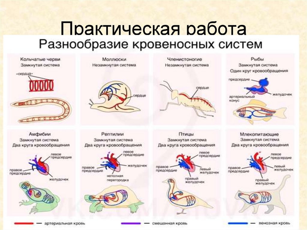 Класс Млекопитающие