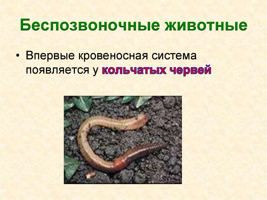 Беспозвоночные животные