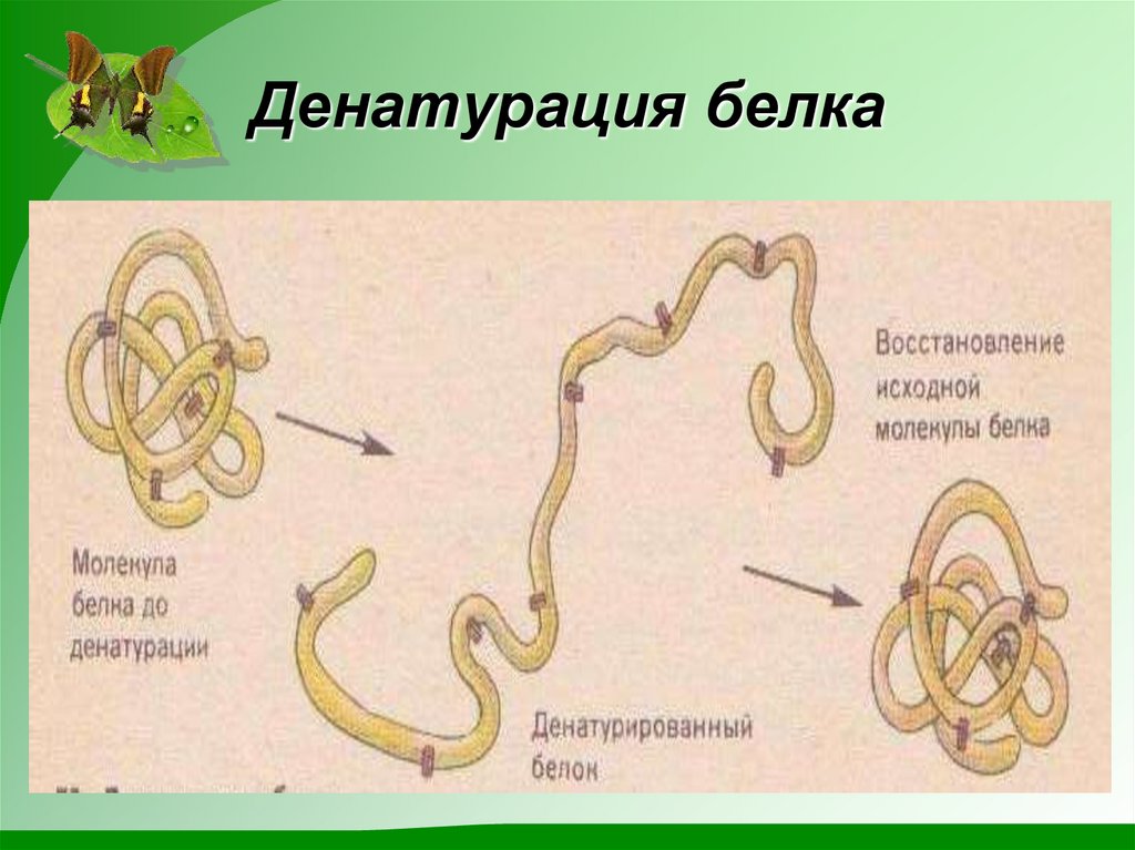Денатурация белка