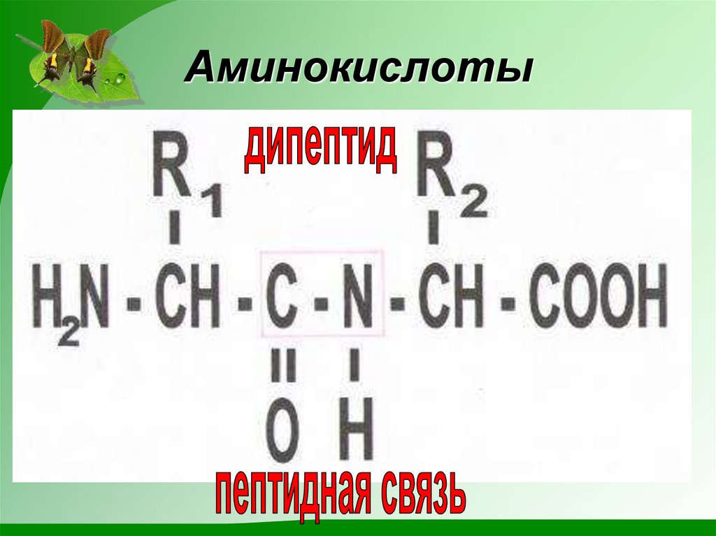 Аминокислоты