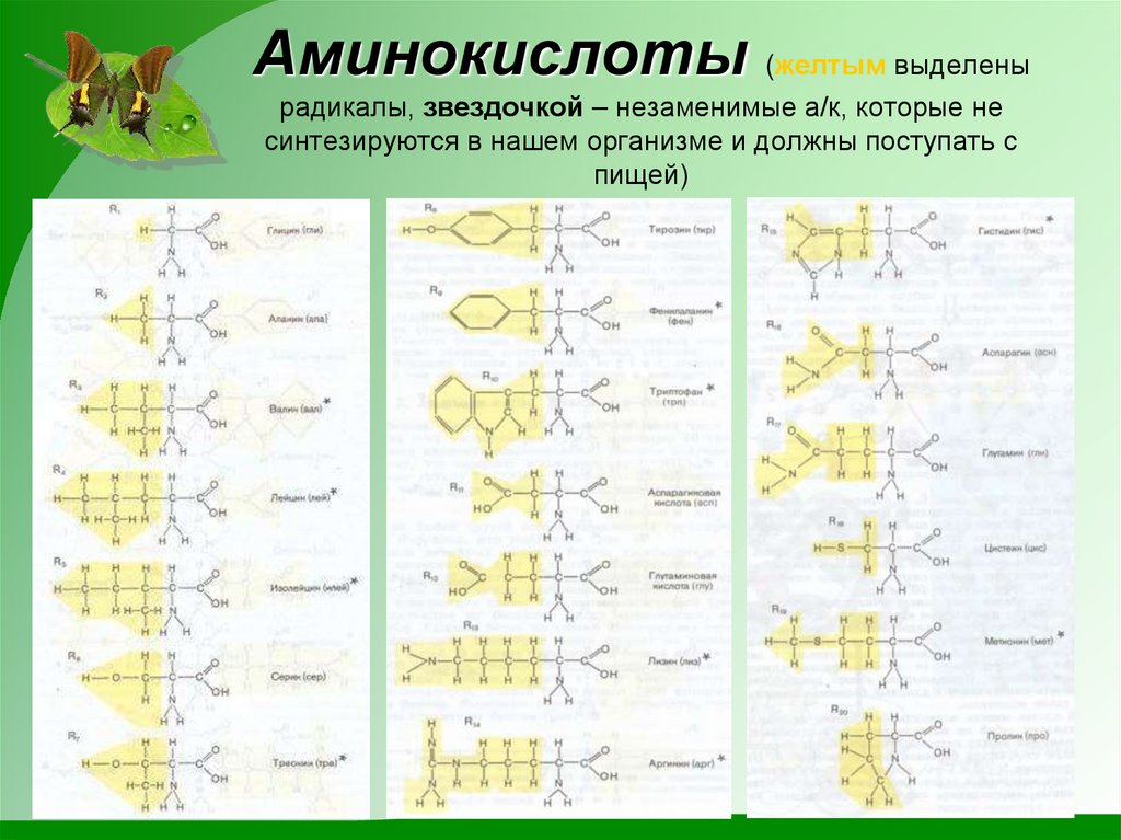 Аминокислоты (желтым выделены радикалы, звездочкой – незаменимые а/к, которые не синтезируются в нашем организме и должны