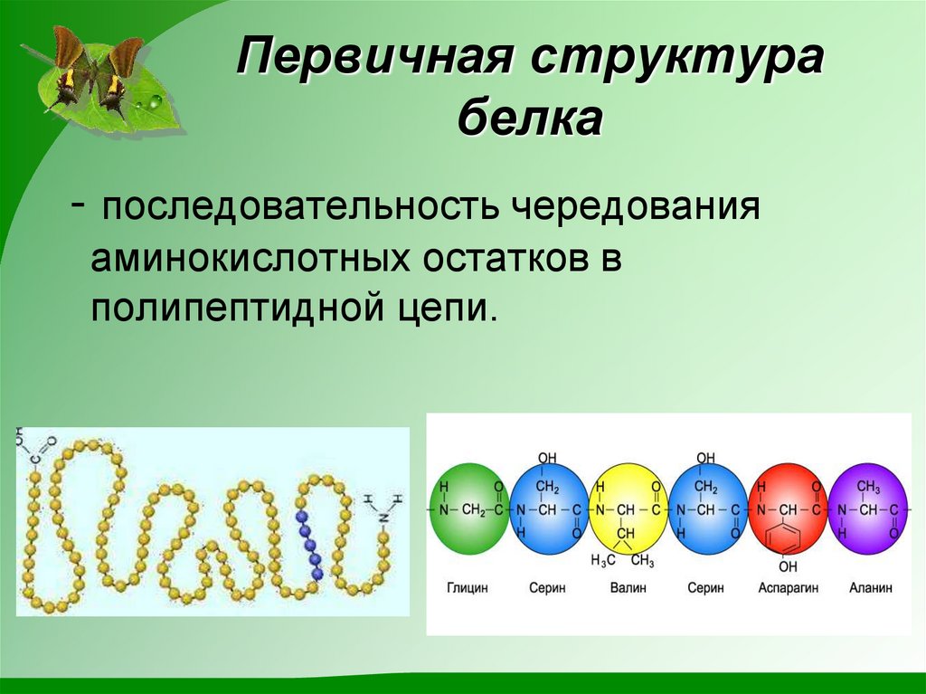 Первичная структура белка