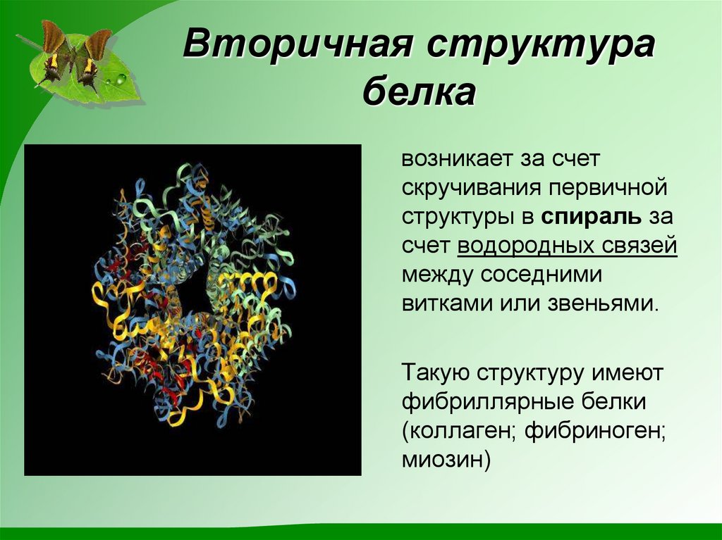 Вторичная структура белка