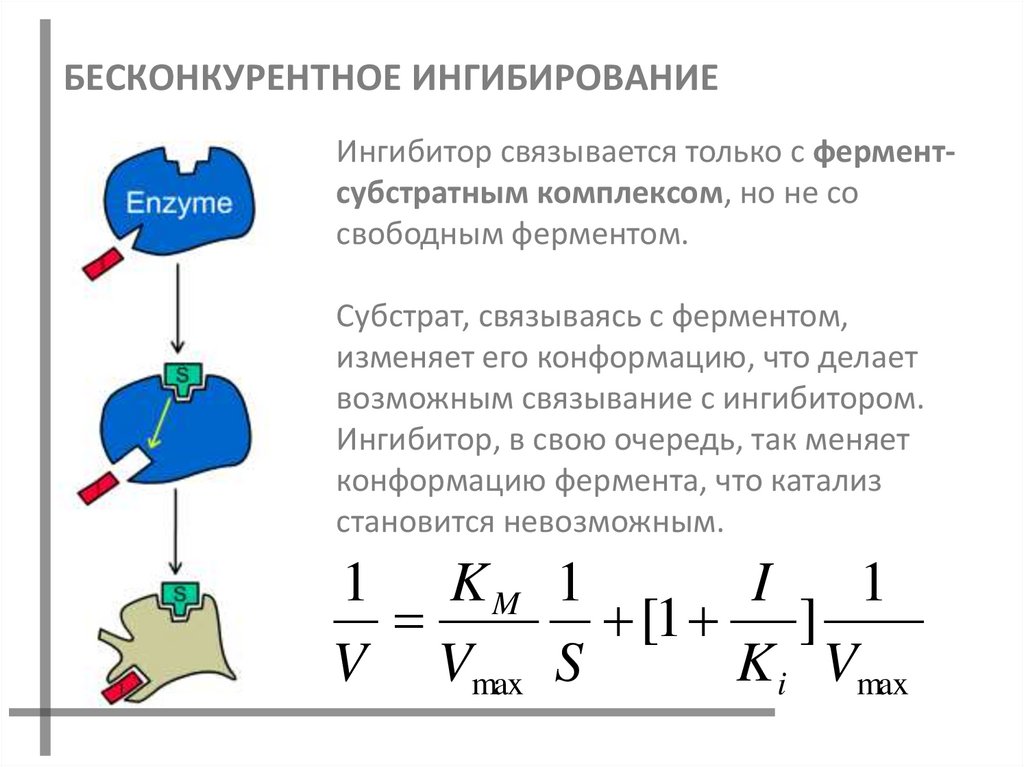 БЕСКОНКУРЕНТНОЕ ИНГИБИРОВАНИЕ