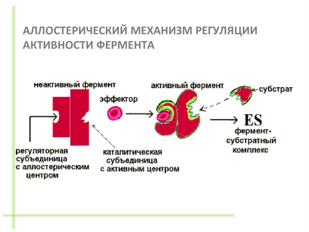 АЛЛОСТЕРИЧЕСКИЙ МЕХАНИЗМ РЕГУЛЯЦИИ АКТИВНОСТИ ФЕРМЕНТА