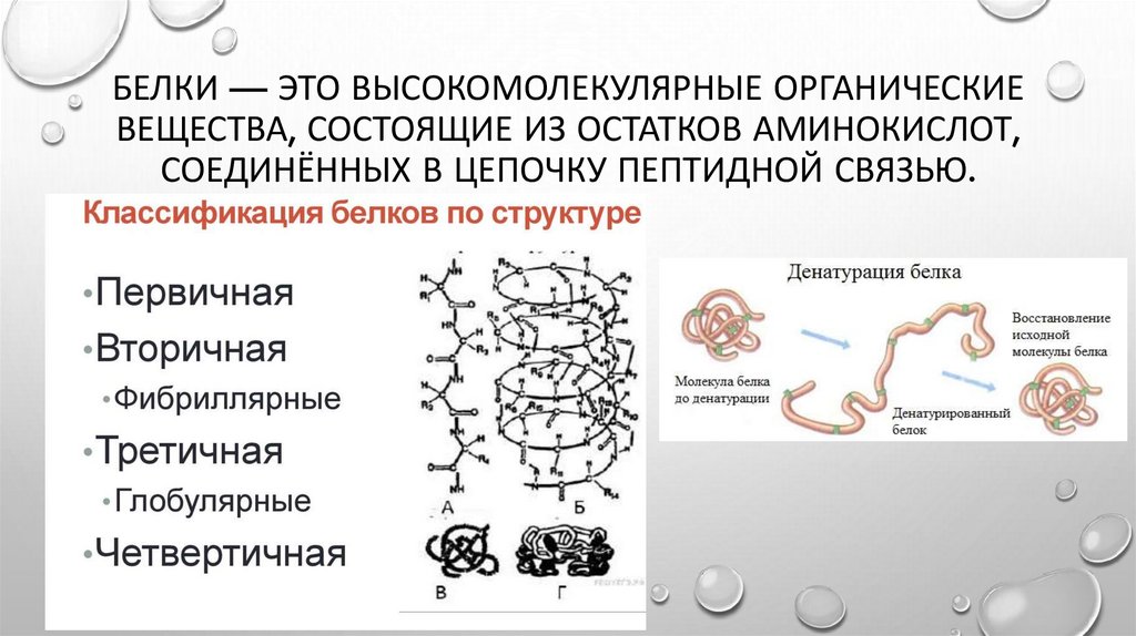 Белки — это высокомолекулярные органические вещества, состоящие из остатков аминокислот, соединённых в цепочку пептидной