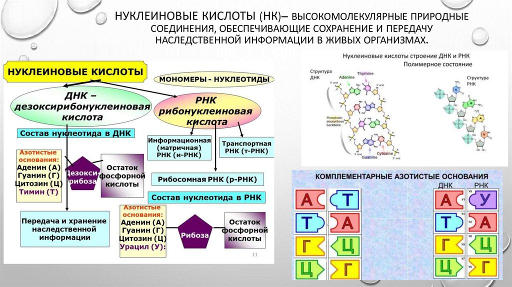 Нуклеиновые кислоты (НК)– высокомолекулярные природные соединения, обеспечивающие сохранение и передачу наследственной