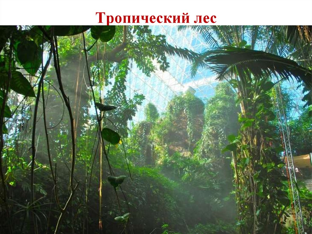 Тропический лес