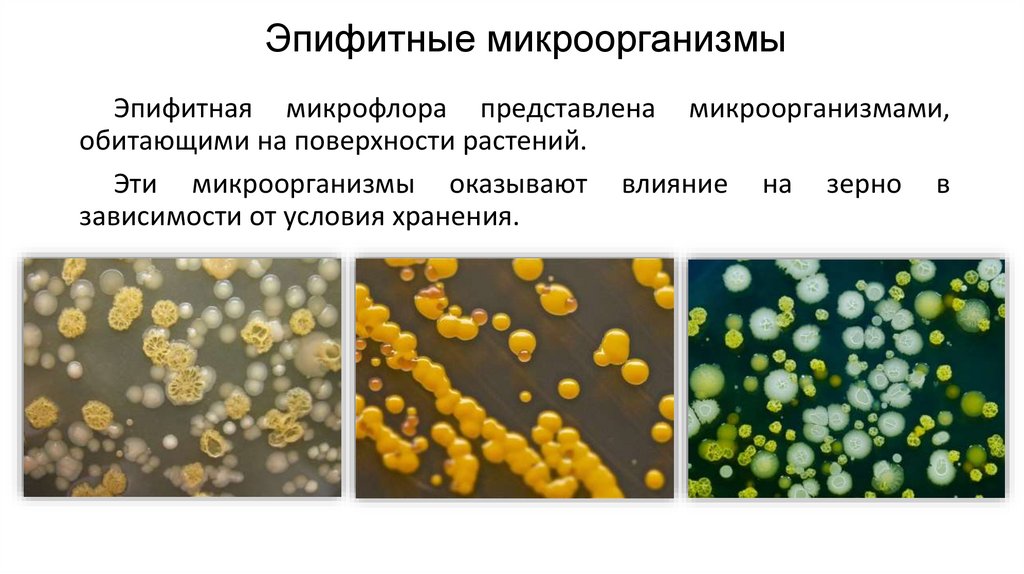 Эпифитные микроорганизмы