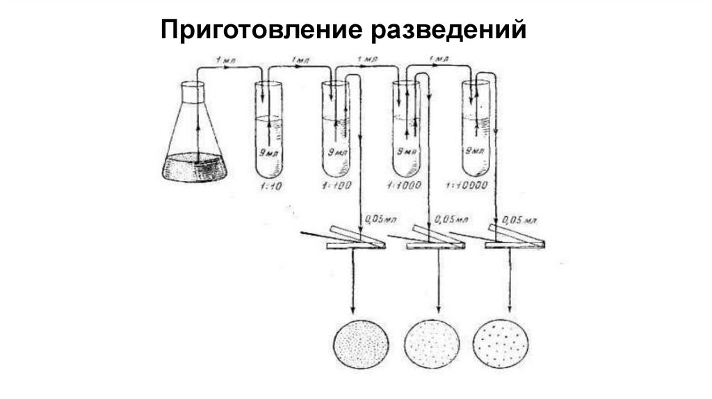 Приготовление разведений