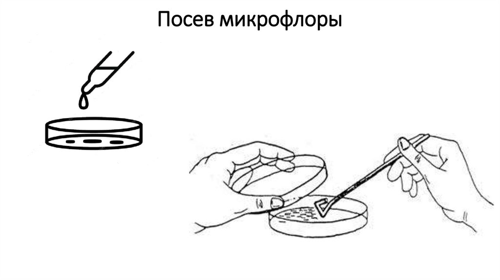Посев микрофлоры