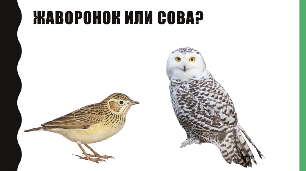 Жаворонок или сова?