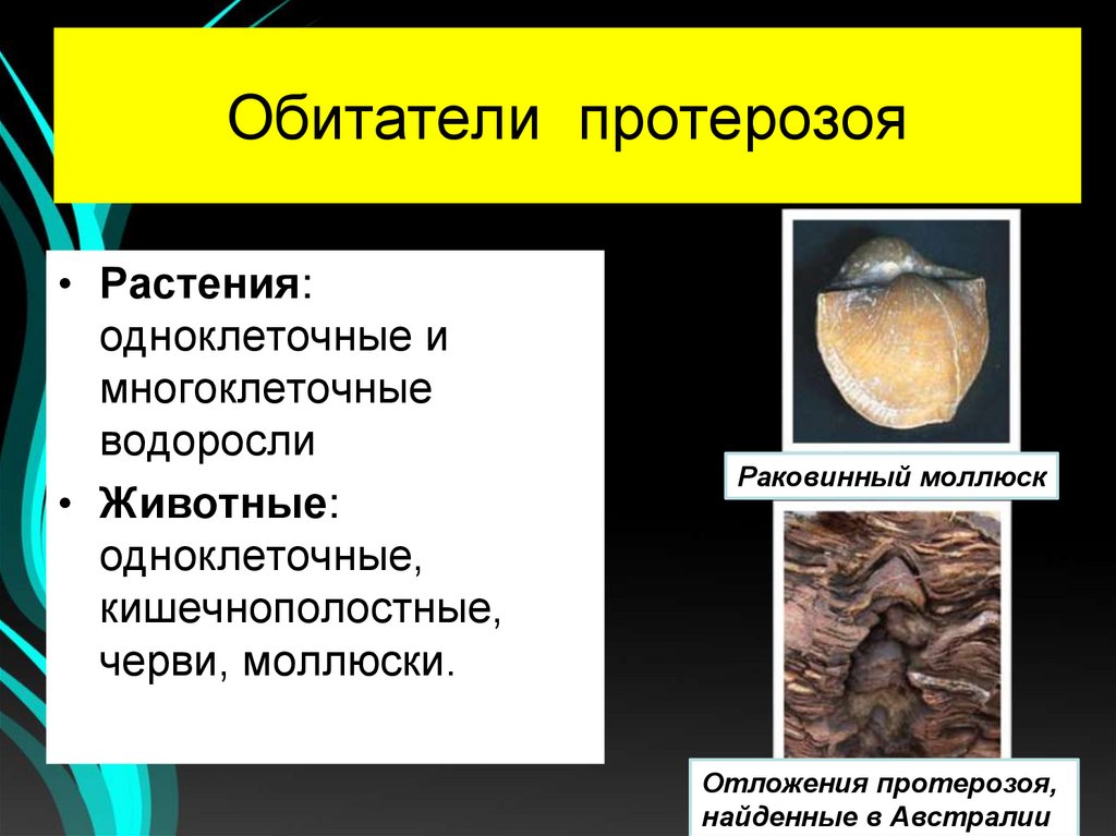 Обитатели протерозоя