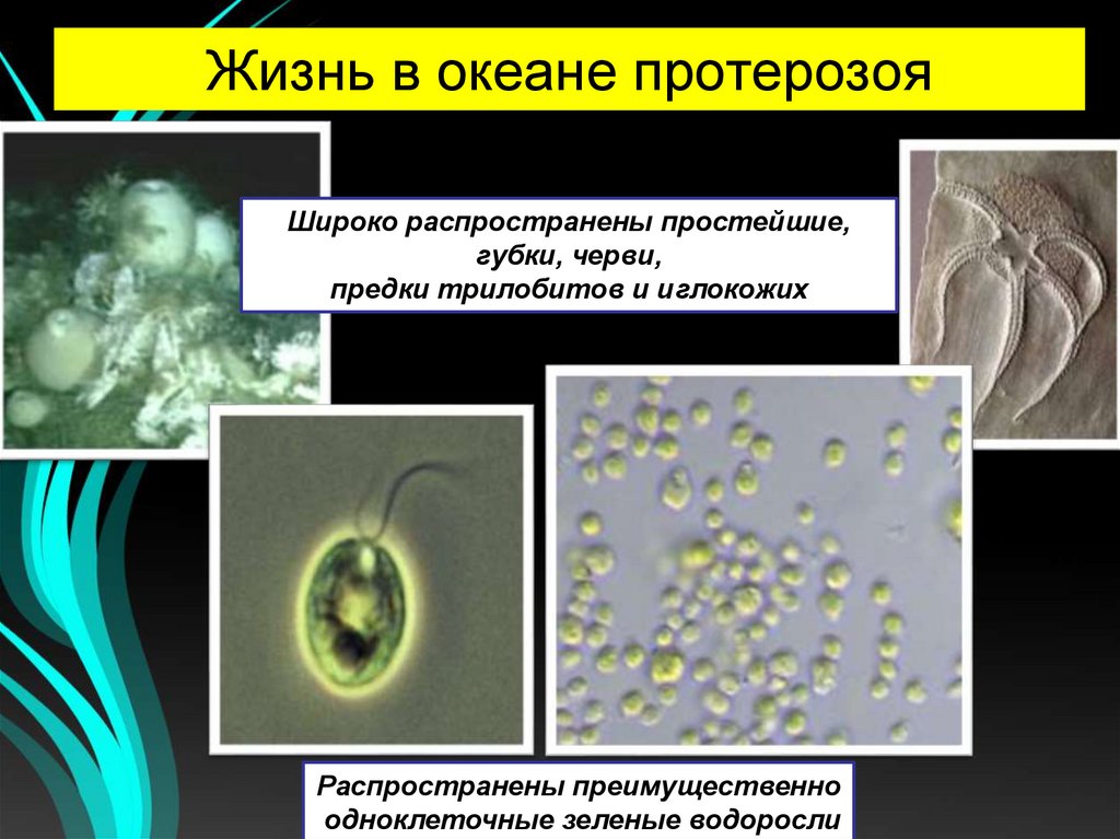 Жизнь в океане протерозоя