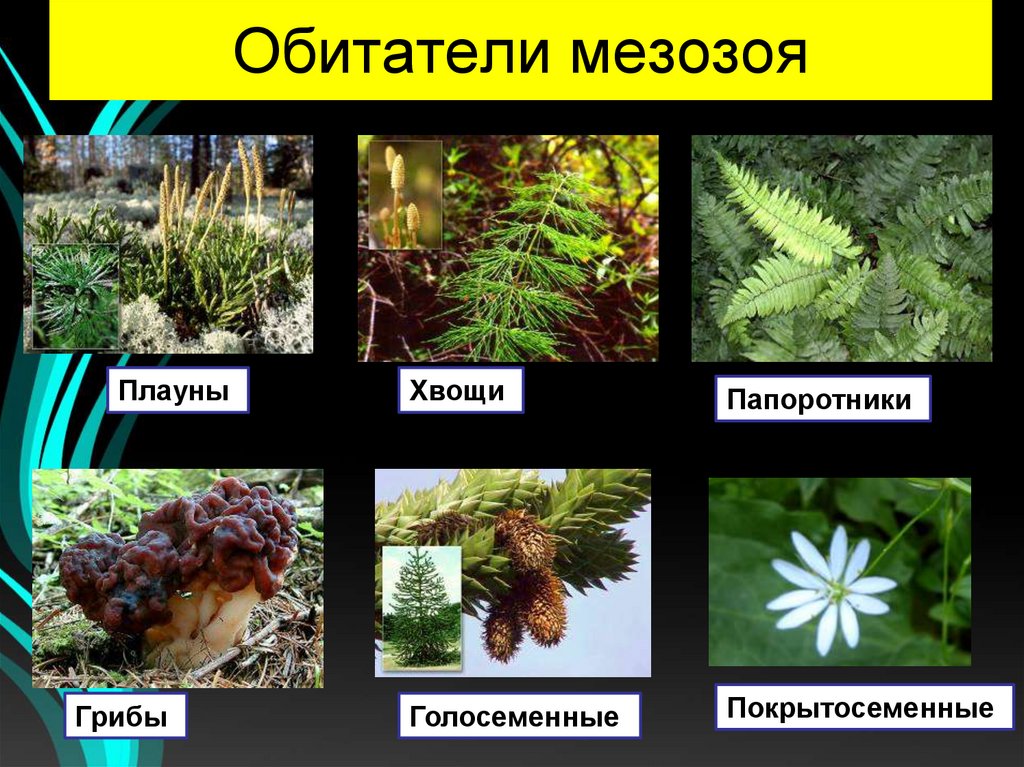 Обитатели мезозоя