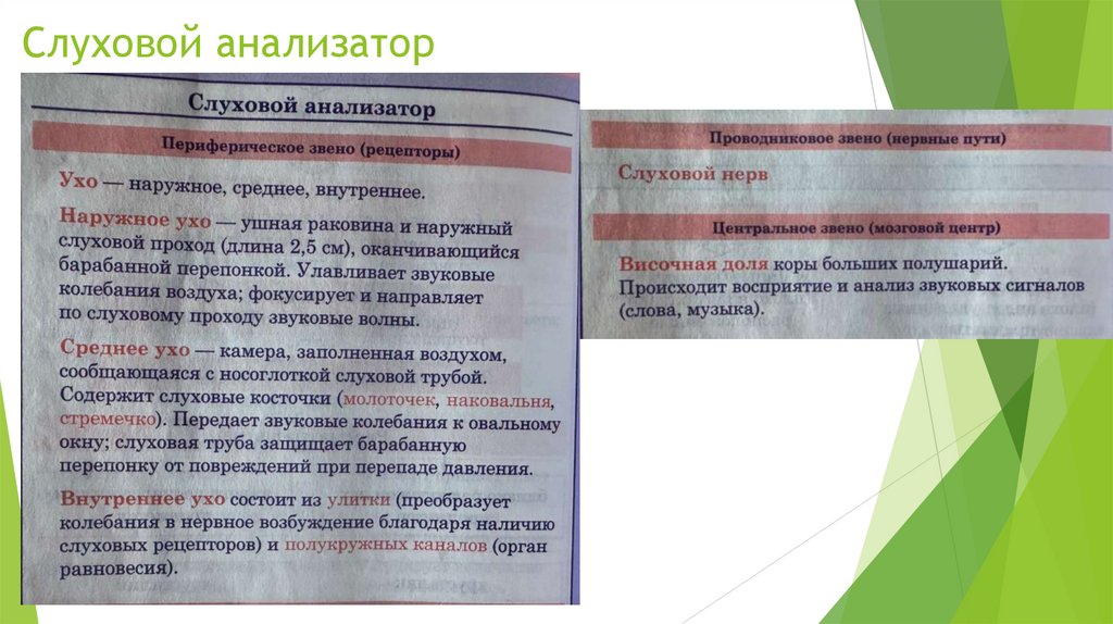 Слуховой анализатор