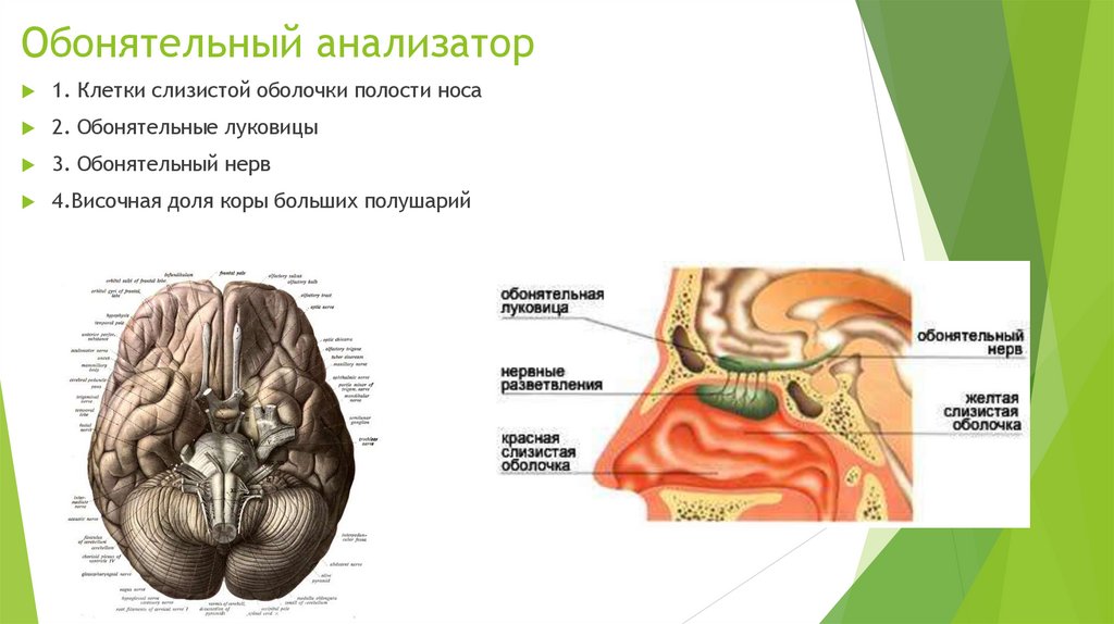 Обонятельный анализатор