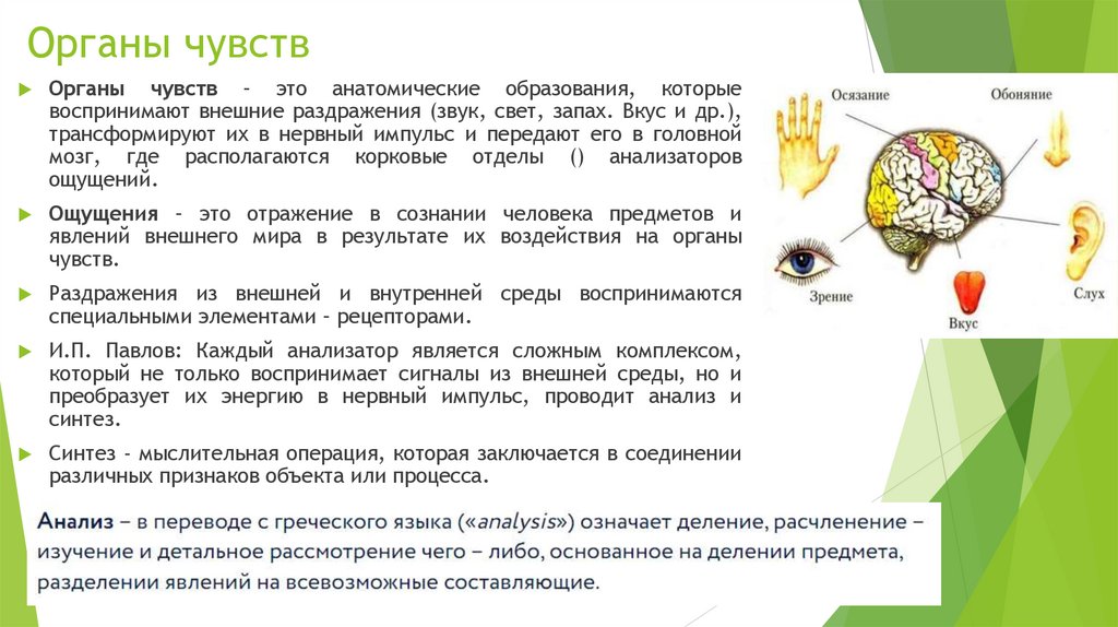 Органы чувств