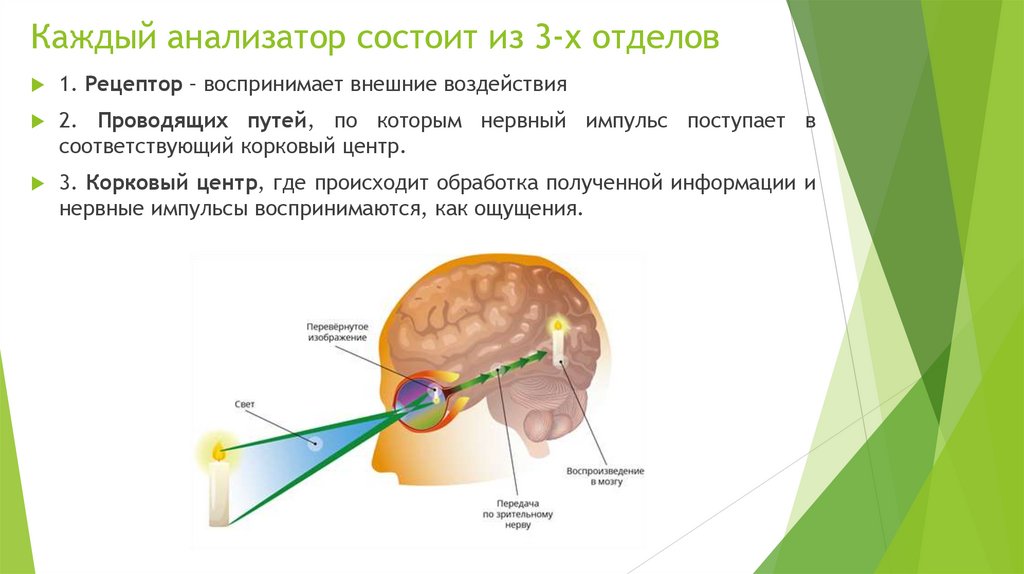 Каждый анализатор состоит из 3-х отделов
