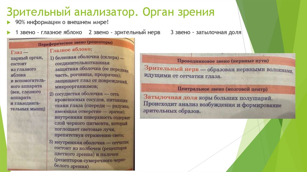 Зрительный анализатор. Орган зрения