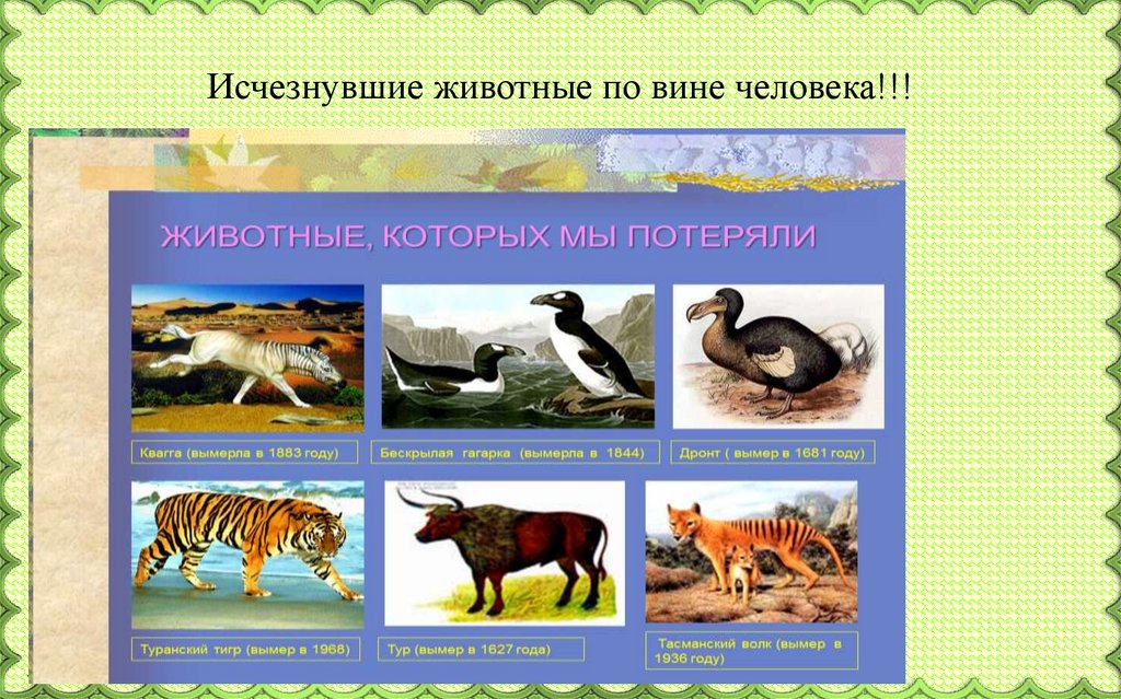 Исчезнувшие животные по вине человека!!!