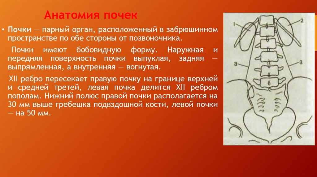 Анатомия почек