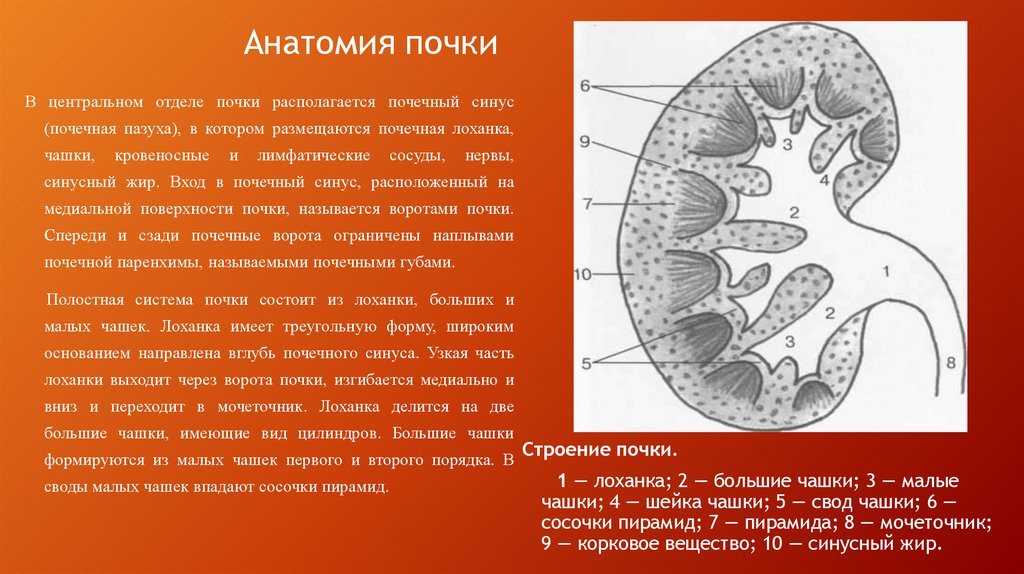 Анатомия почки