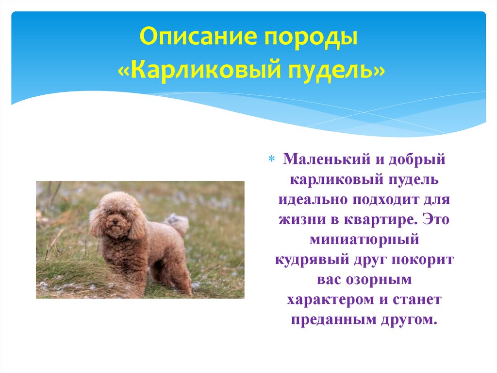 Описание породы «Карликовый пудель»