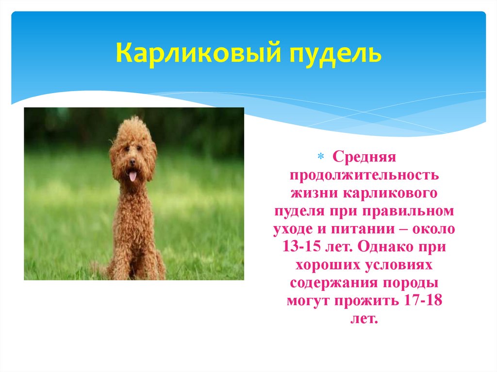 Карликовый пудель