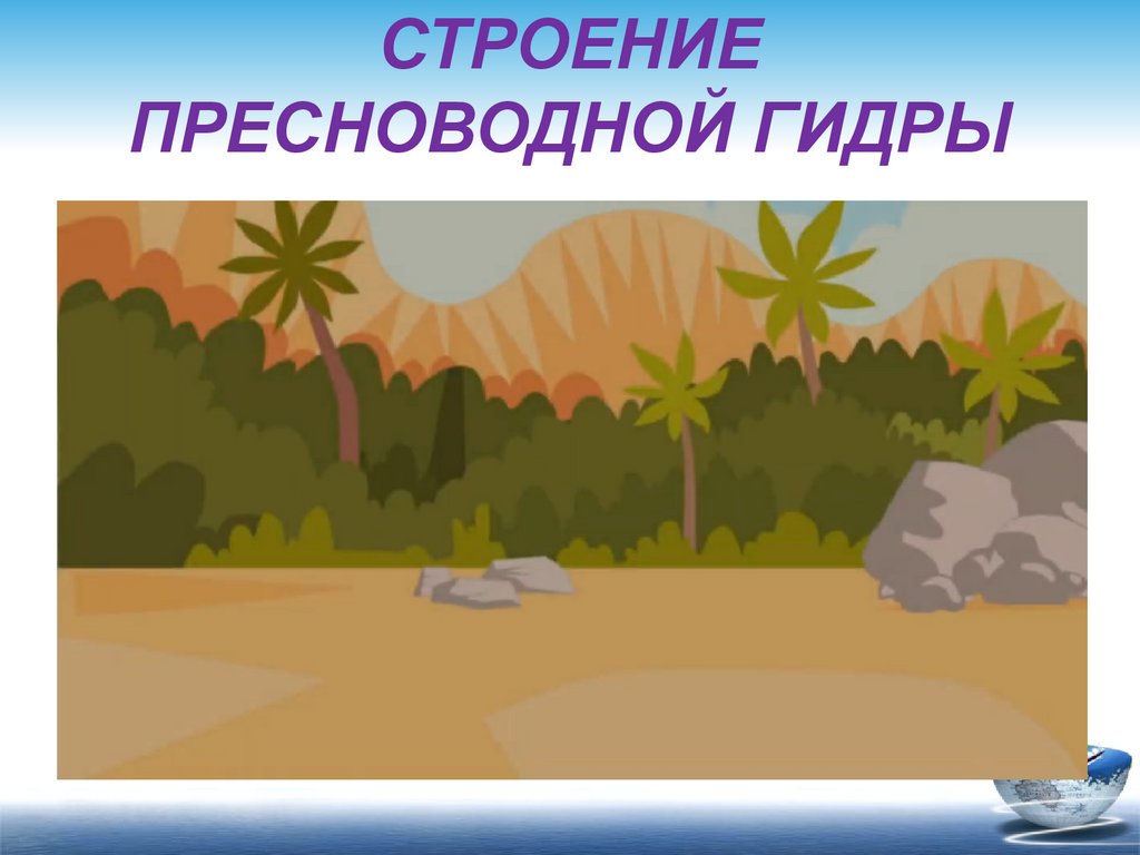 Строение пресноводной гидры