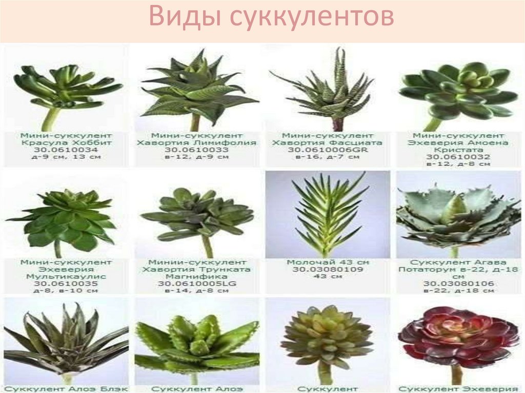 Виды суккулентов