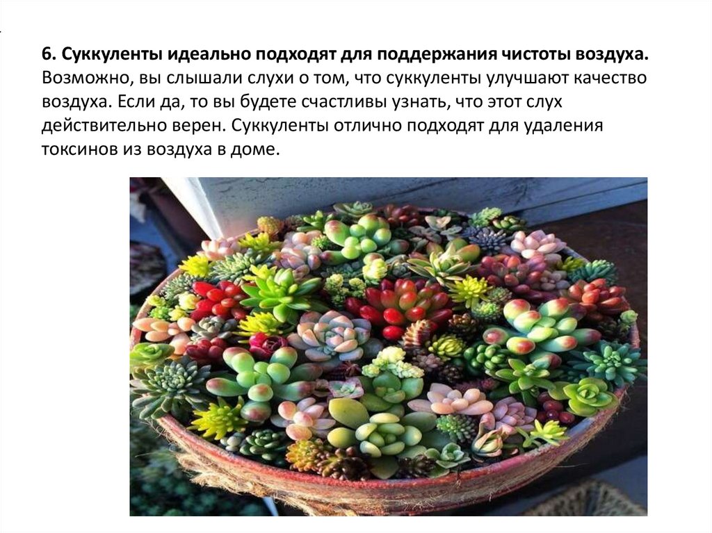6. Суккуленты идеально подходят для поддержания чистоты воздуха. Возможно, вы слышали слухи о том, что суккуленты улучшают