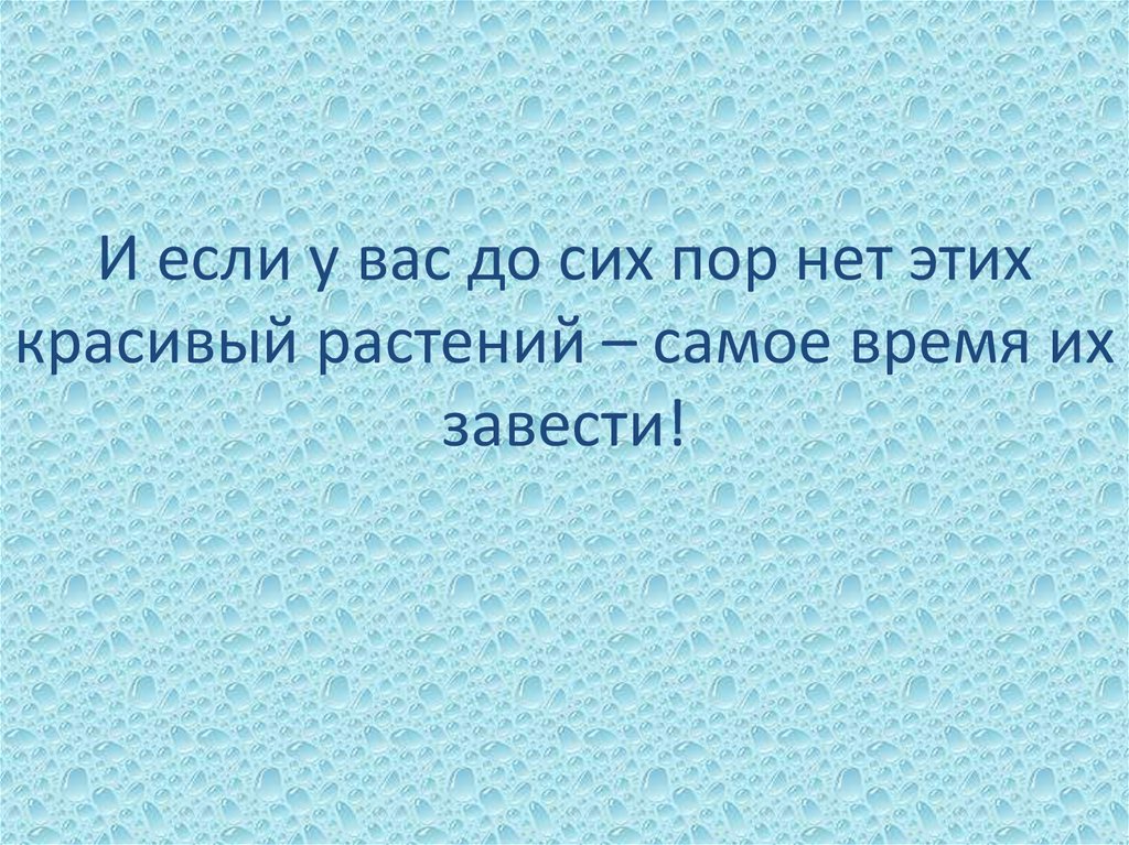 И если у вас до сих пор нет этих красивый растений – самое время их завести!