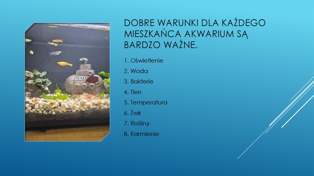 Dobre warunki dla każdego mieszkańca akwarium są bardzo ważne.