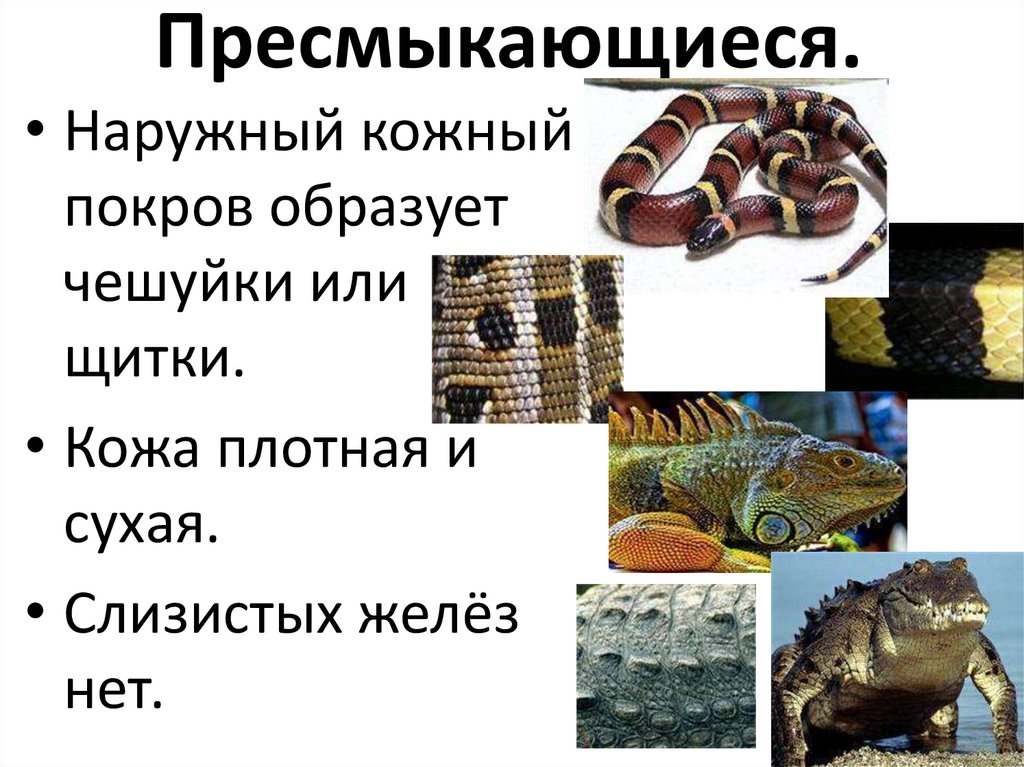 Пресмыкающиеся.