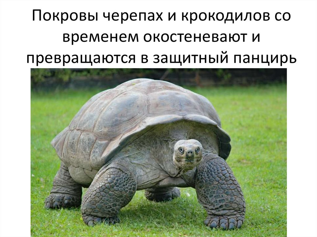 Покровы черепах и крокодилов со временем окостеневают и превращаются в защитный панцирь